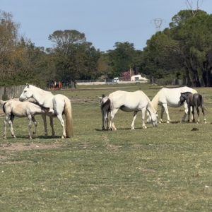 Sentier Pédestre - 1h00